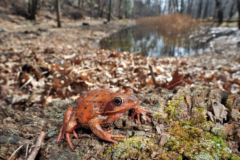Grasfrosch Rana temporaria (Copyright: Andreas Meyer, Koordinationsstelle für Amphibien- und Reptilienschutz in der Schweiz)