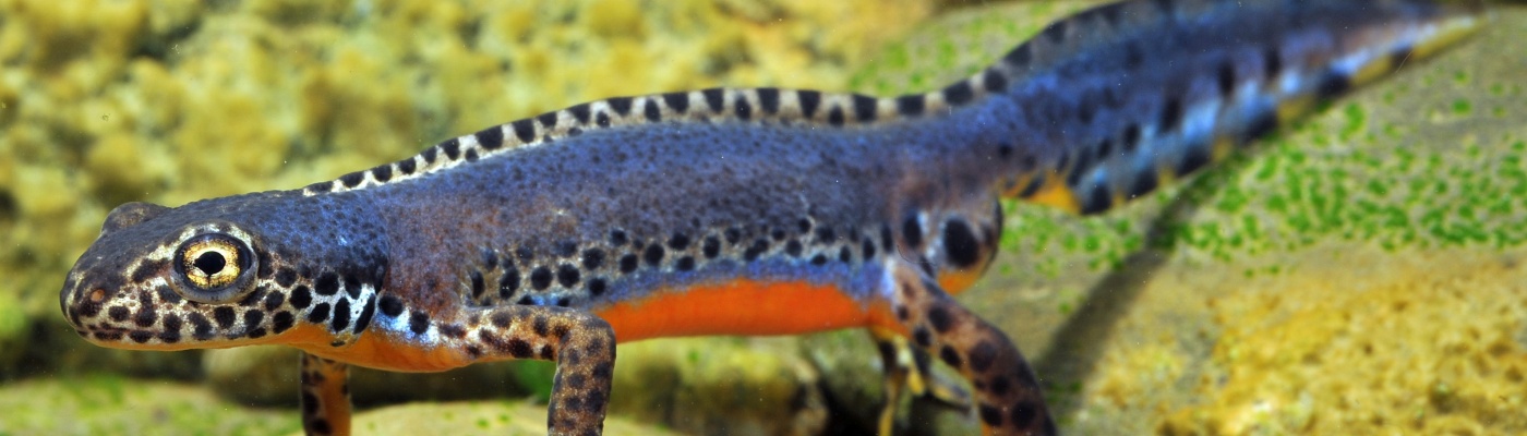 Bergmolch Mesotriton alpestris (Copyright: Andreas Meyer, Koordinationsstelle für Amphibien- und Reptilienschutz in der Schweiz)