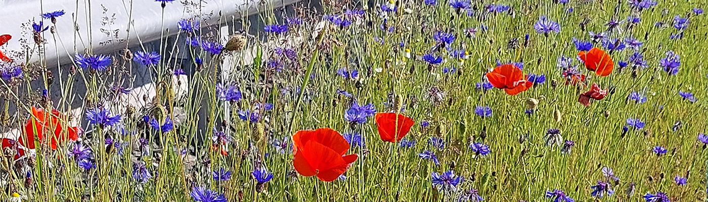 Blumenwiese in Bätterkinden. Bild: Debora Wälchli