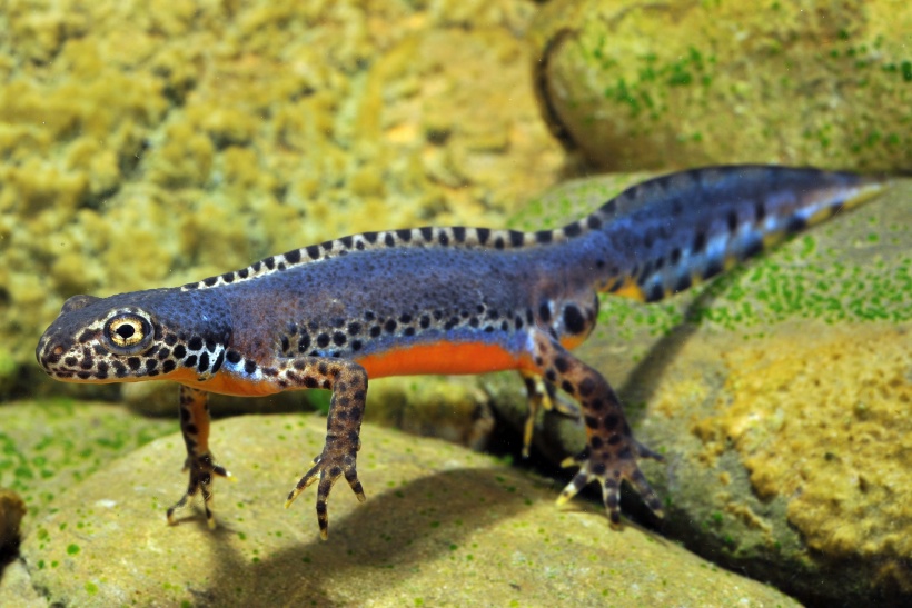 Bergmolch Mesotriton alpestris (Copyright: Andreas Meyer, Koordinationsstelle für Amphibien- und Reptilienschutz in der Schweiz)