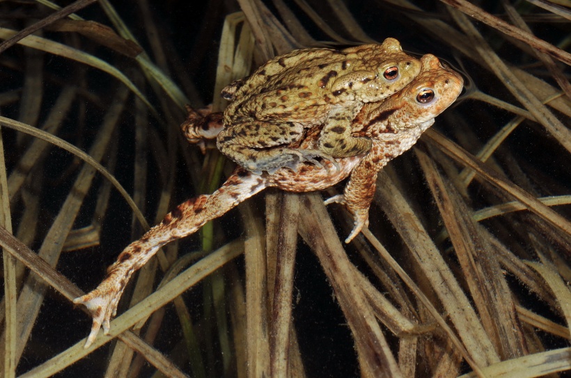 Erdkröte Bufo bufo (Copyright: Andreas Meyer, Koordinationsstelle für Amphibien- und Reptilienschutz in der Schweiz)