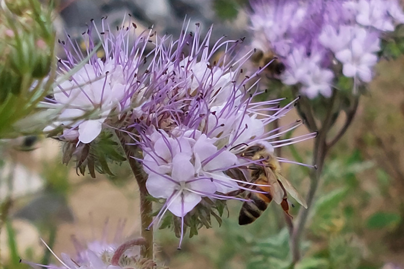 Das Nektar- und Pollenangebot wird von den heimischen Insekten bereits rege genutzt. Bild/Copyright by: Debora Wälchli